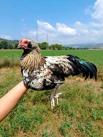Galli razza Olive Egger