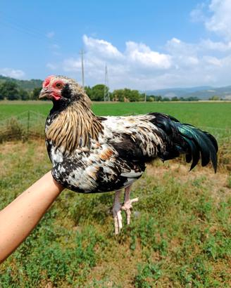 Galli razza Olive Egger