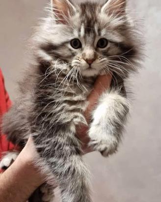 Gattini Maine Coon con pedegree aperto