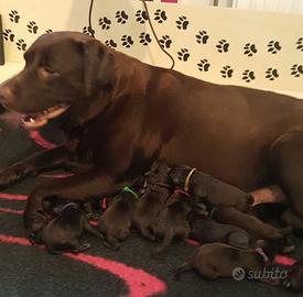 Labrador Retriever cioccolato con il Pedigree
