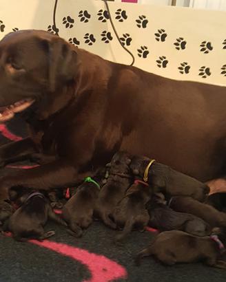 Labrador Retriever cioccolato con il Pedigree