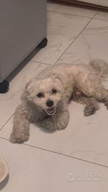 Cagnolina per accoppiamento