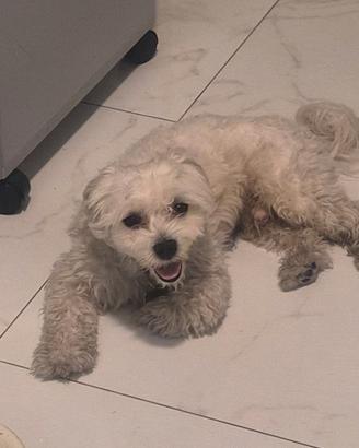 Cagnolina per accoppiamento