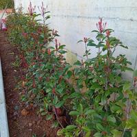 siepe photinia red