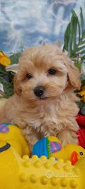Malti-Poo di Taglia Piccola - Cuccioli -