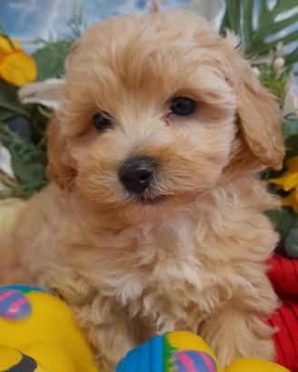 Malti-Poo di Taglia Piccola - Cuccioli -