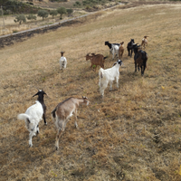 Capre tibetane