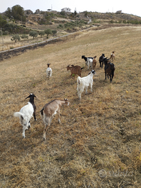 Capre tibetane