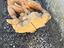 Immagine 14