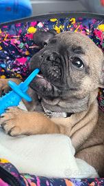 Ultima cucciola bulldog francese crema