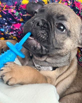 Ultima cucciola bulldog francese crema