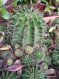 piante grasse e succulente 