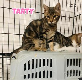 Nina, Gennaro e Tarty gattini di tre mesi