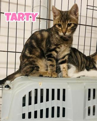 Nina, Gennaro e Tarty gattini di tre mesi