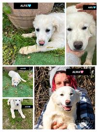 Ador, akon, abel e alfie