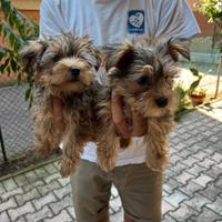 Cuccioli di Morkie (maltese x yorkshire)