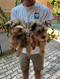 Cuccioli di Morkie (maltese x yorkshire)