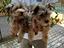 Immagine 1