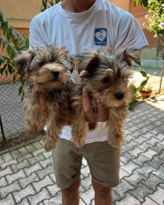 Cuccioli di Morkie (maltese x yorkshire)