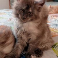 Maine coon cuccioli