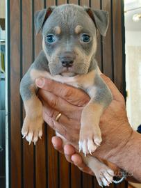 Pitbull 