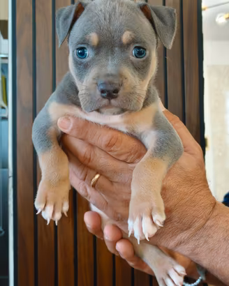 Pitbull 