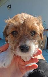 Cuccioli di Jack Russell Terrier broken ruvido