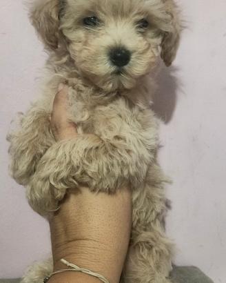 Cucciola maltipoo