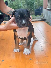 Cuccioli di American Pitbull Terrier UKC