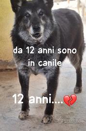 LUNA 12 ANNI taglia media IN CANILE