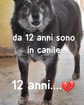 LUNA 12 ANNI taglia media IN CANILE