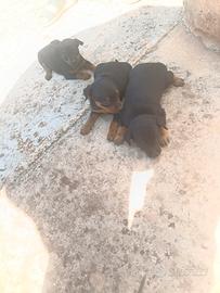 Pinscher
