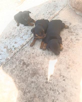 Pinscher