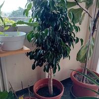pianta da ufficio ficus benjamin 1,30 metri