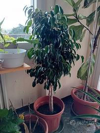 pianta da ufficio ficus benjamin 1,30 metri