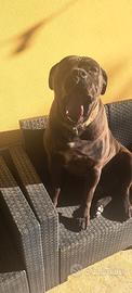 Cane corso stallone