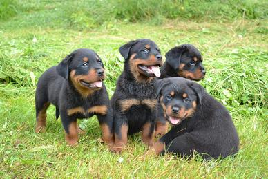 Rottweiler con Pedigree