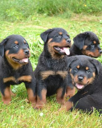 Rottweiler con Pedigree