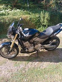 hornet 600 