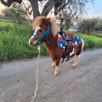 Pony femmina
