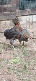 Coppietta araucana