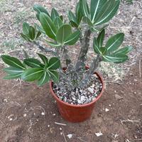PACHYPODIUM HOREMBENSE