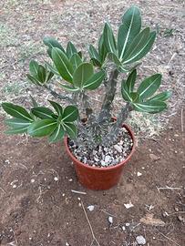 PACHYPODIUM HOREMBENSE
