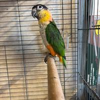 Caicco Testa nera maschio