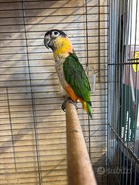 Caicco Testa nera maschio