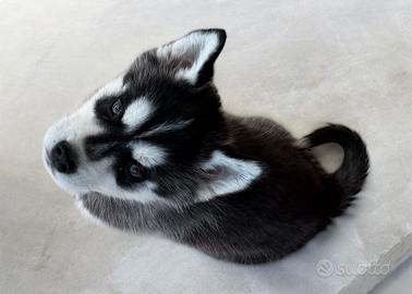 Cuccioli Siberian Husky