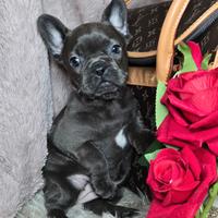 Bulldog francese