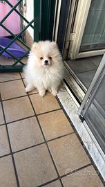 Spitz pomerania