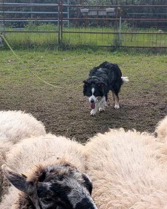 Border collie per monte