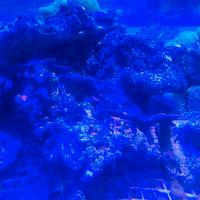 rocce acquario marino 